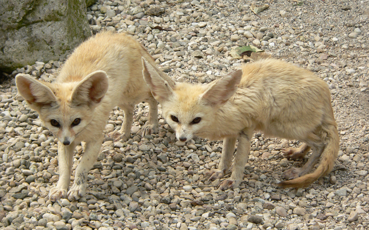 Fennec foxes