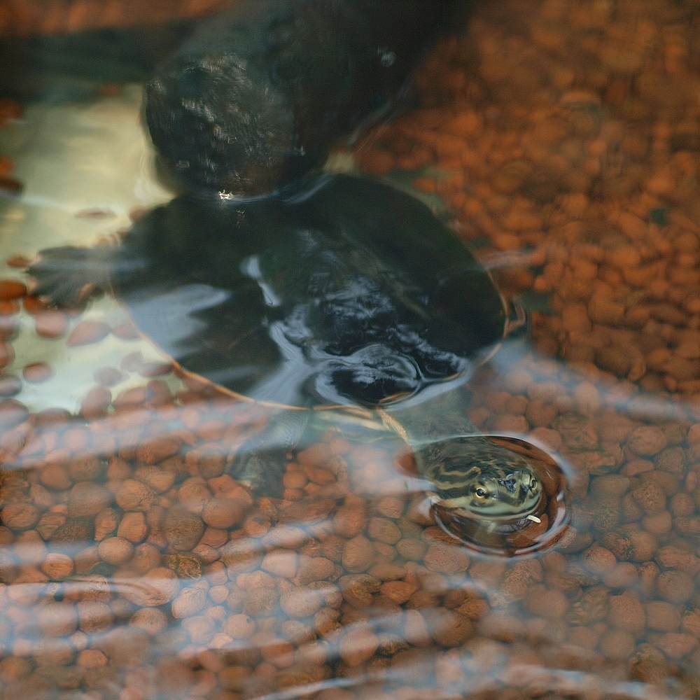 Phrynops geoffroanus image