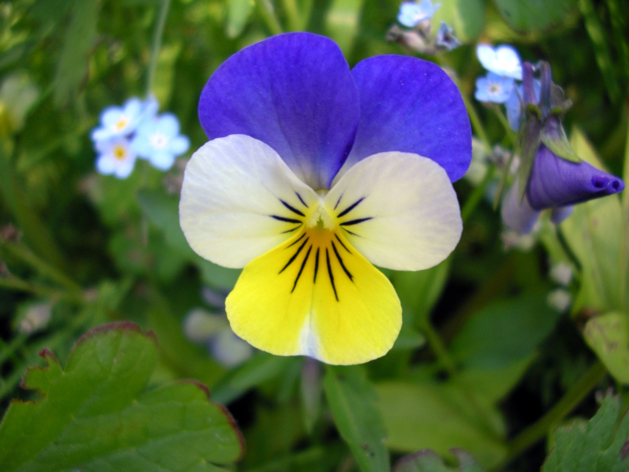 File:Viola Tricolor.jpg