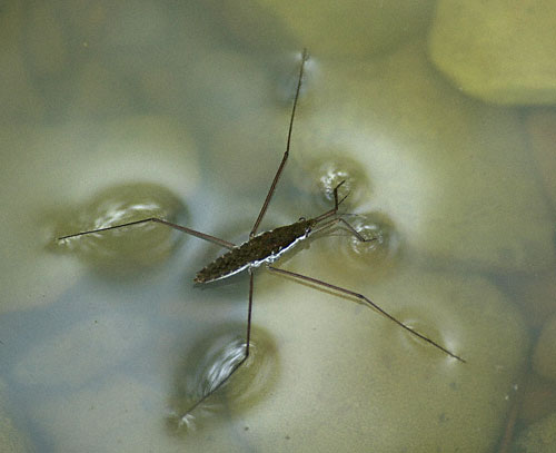 Photo of a Water Strider