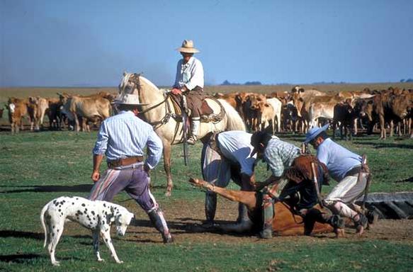 gaucho