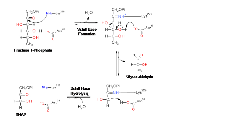 Description Aldolase b reaction mechanism.jpg
