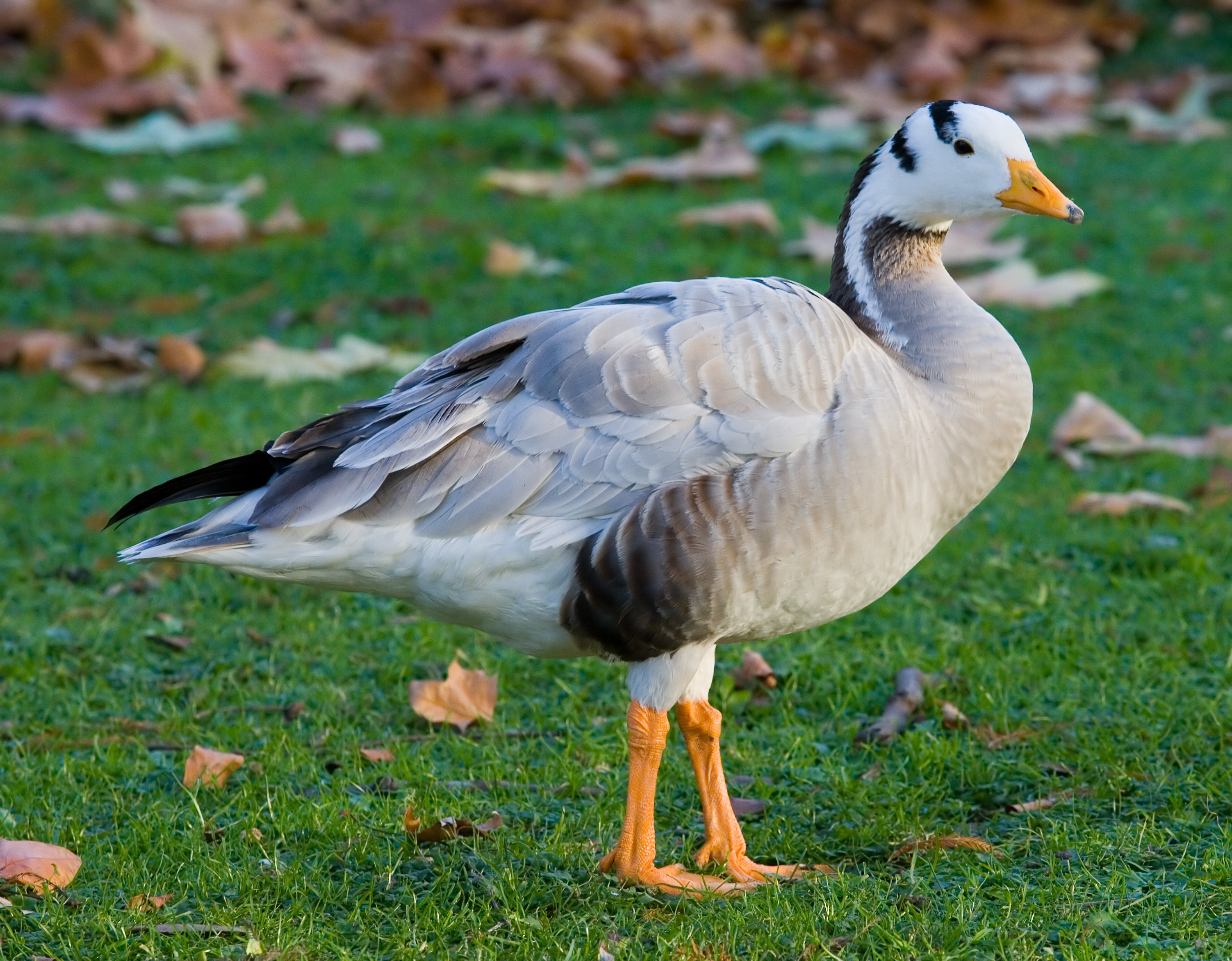 உலகத்தில் மிக உயரமாக பறக்க கூடிய பறவை Bar-headed_Goose_-_St_James%27s_Park,_London_-_Nov_2006