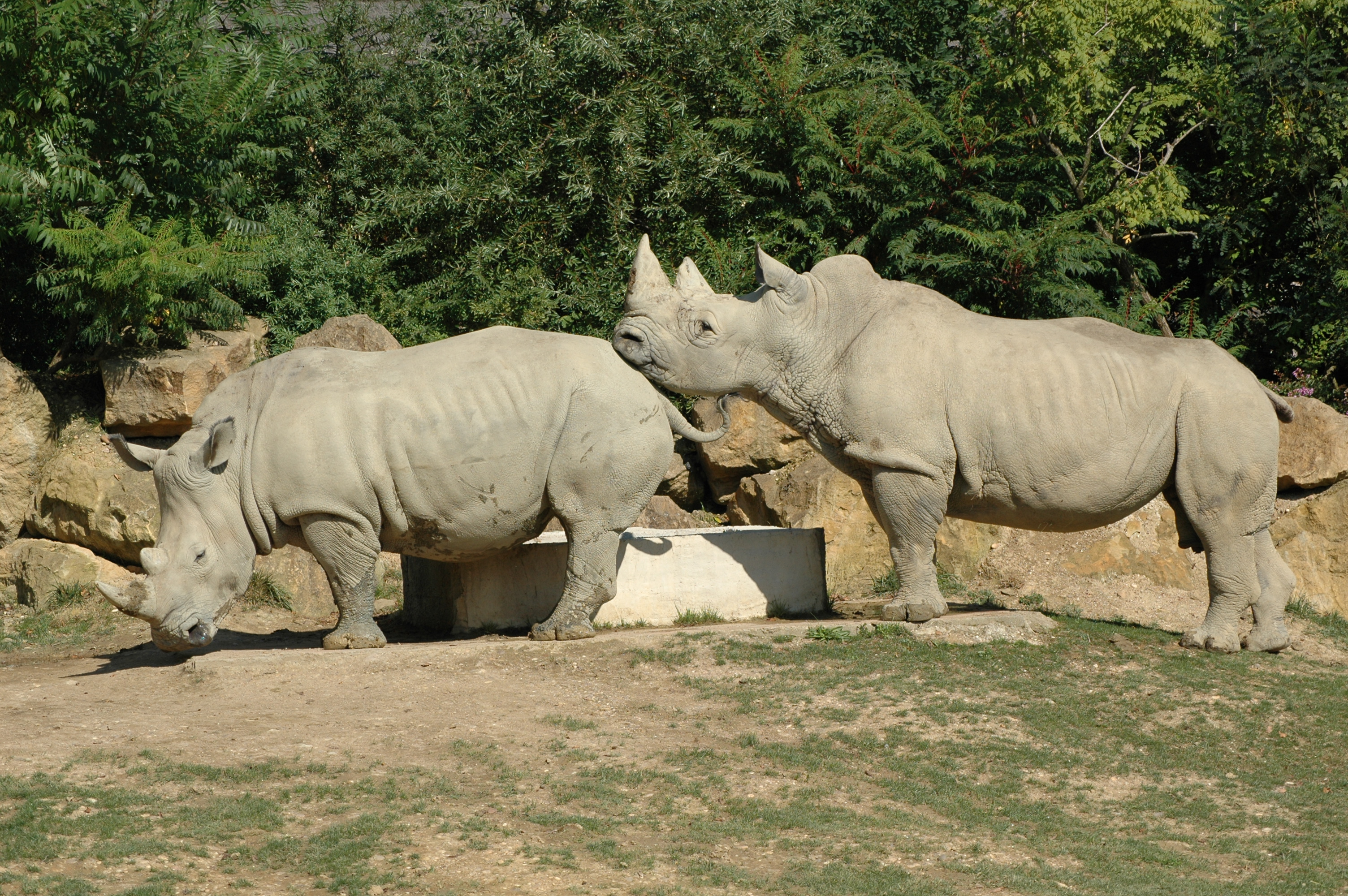 http://upload.wikimedia.org/wikipedia/commons/1/1b/DEUX_RHINOCEROS_0372.JPG