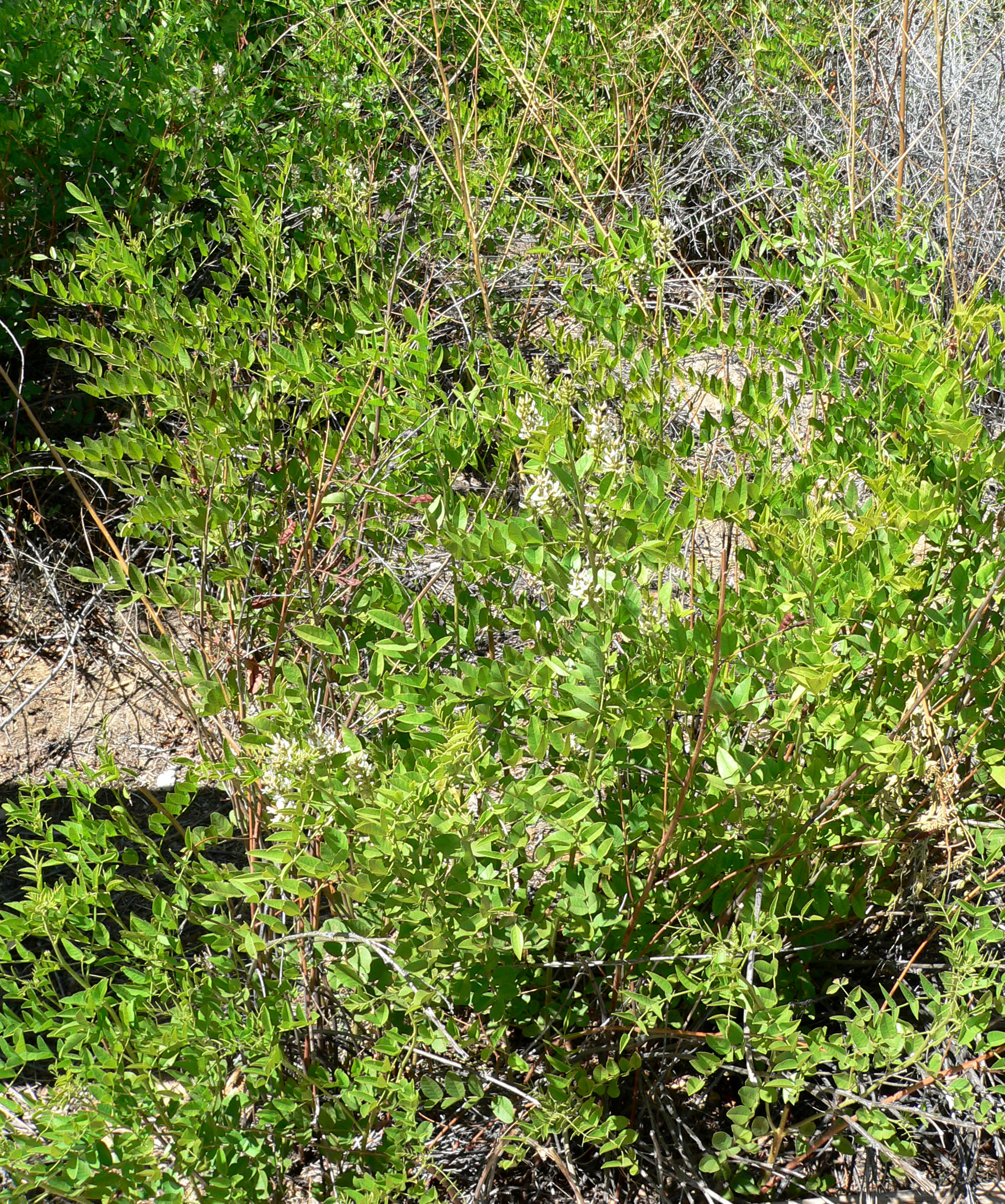 glycyrrhiza lepidota