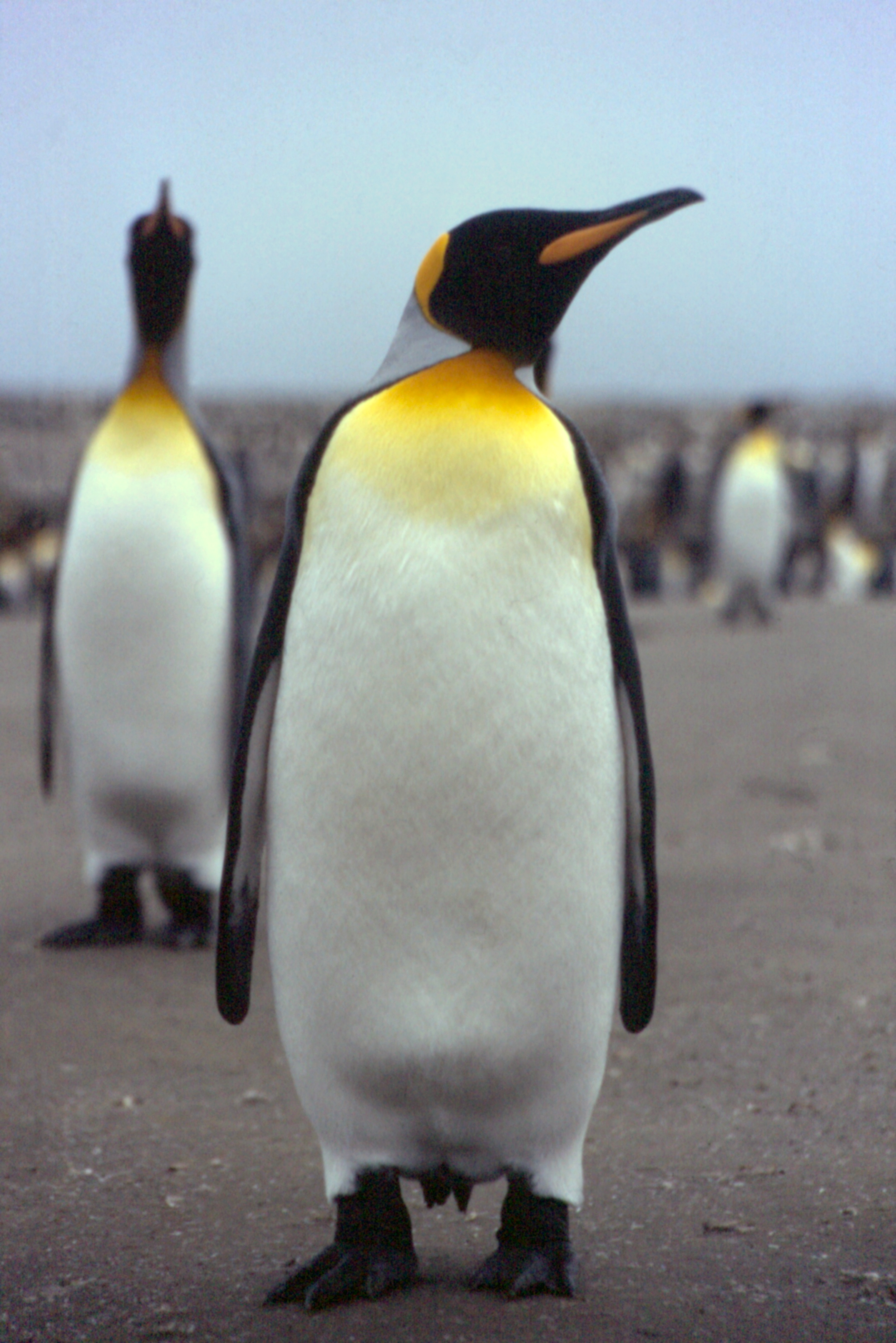 http://upload.wikimedia.org/wikipedia/commons/1/1b/Kerguelen_-_Manchots.jpg