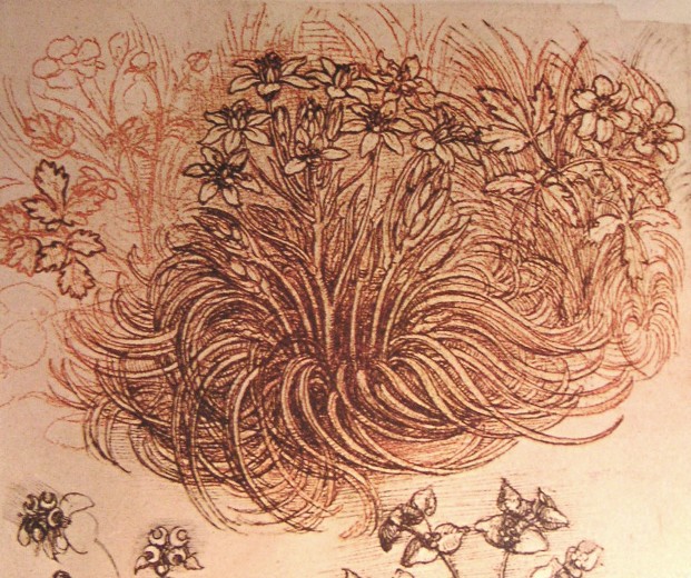 File:Leonardo botanical study.JPG