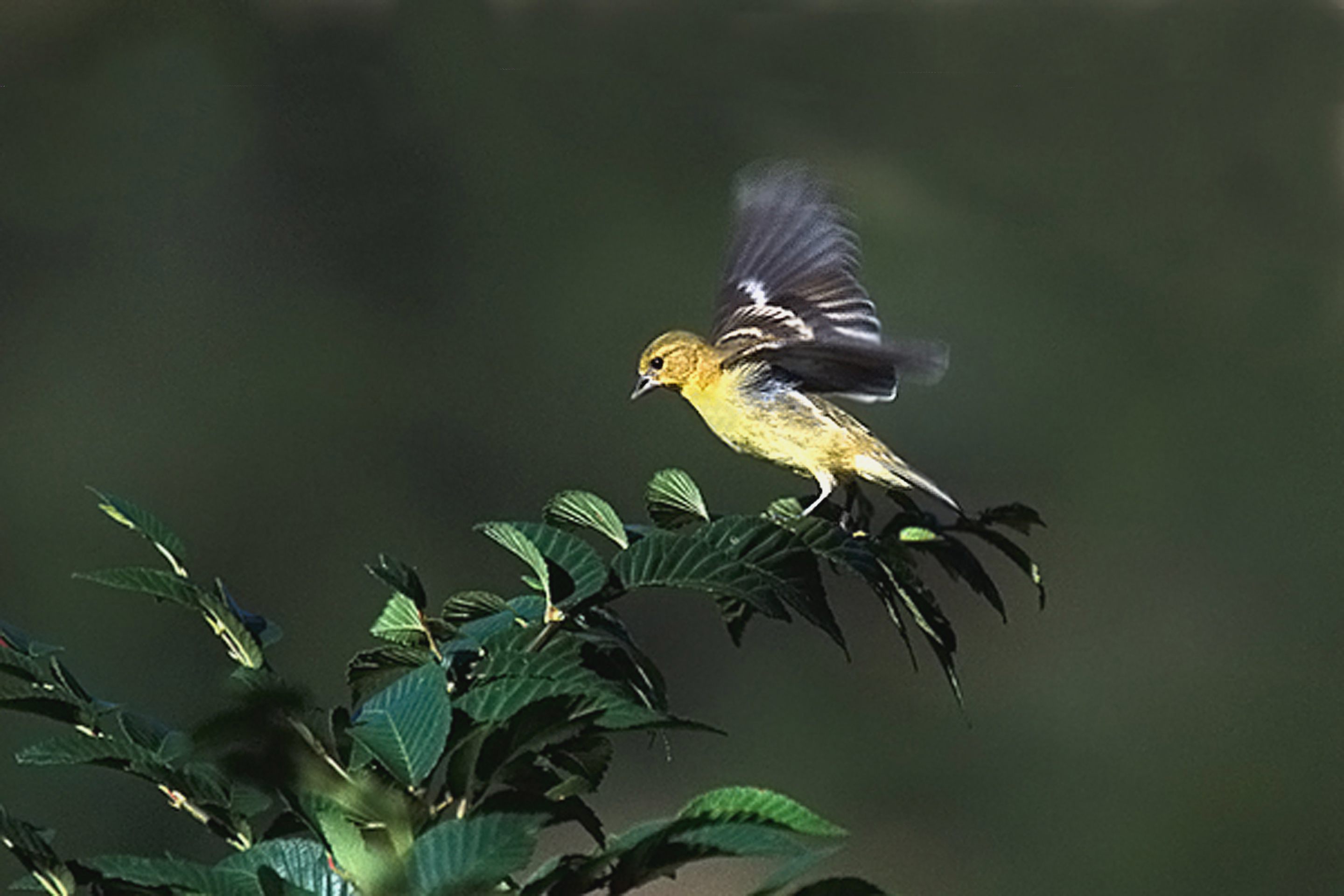 lesser goldfinch picture