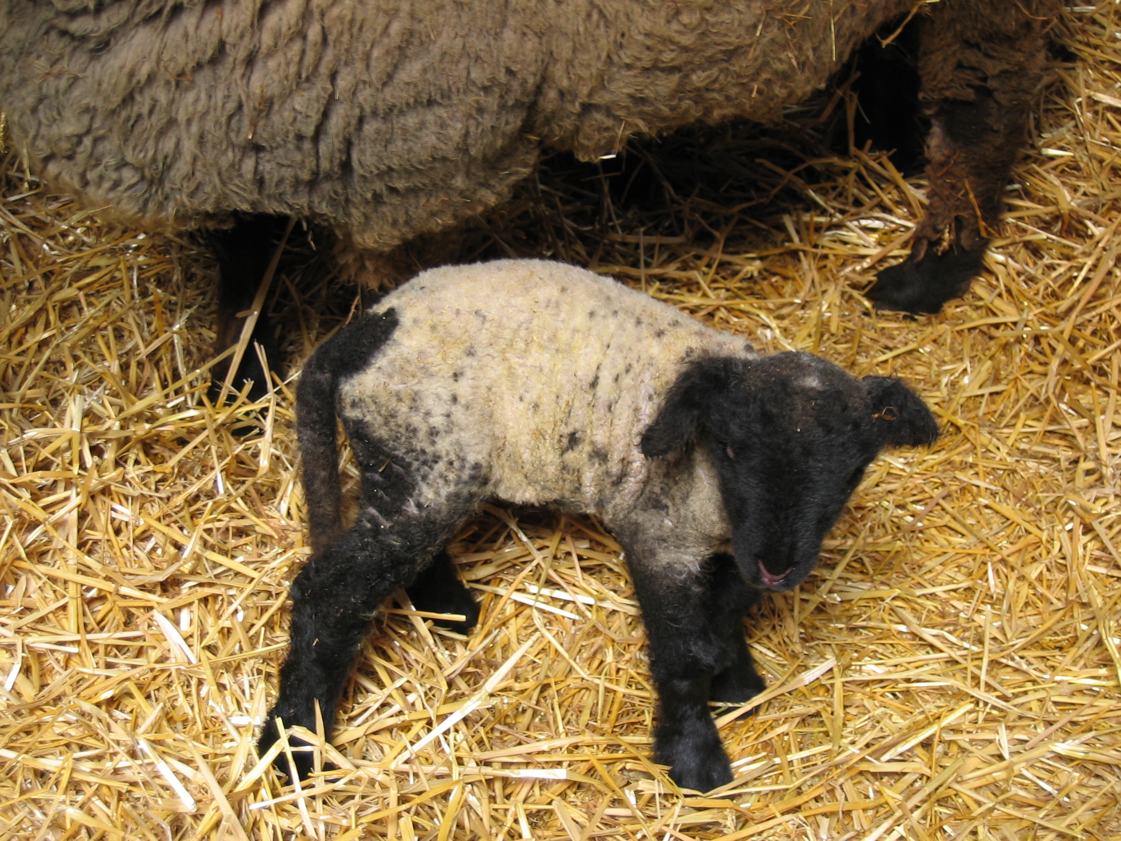 Black Baby Lambs