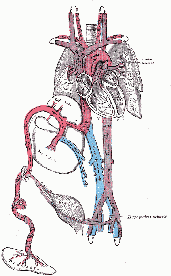 http://upload.wikimedia.org/wikipedia/commons/1/1c/Fetal_circulation.png