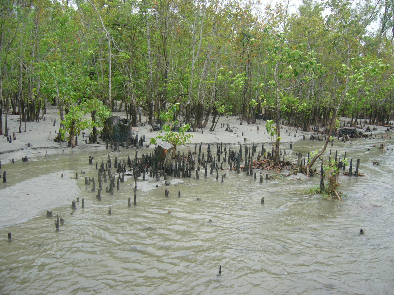 Bangladesh Forest