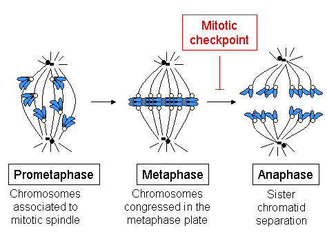 Spindle chromosomes-en