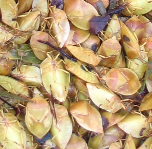 File:Dried edible stink bugs - Encosternum delegorguei.jpg