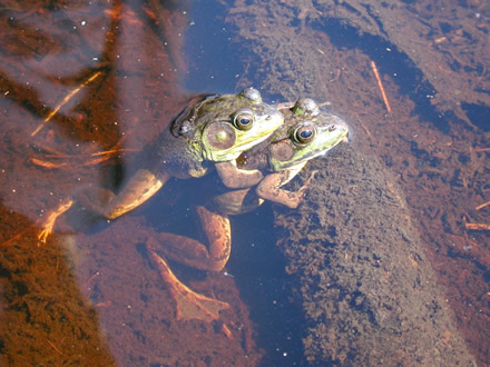 Green frogs in amplexus