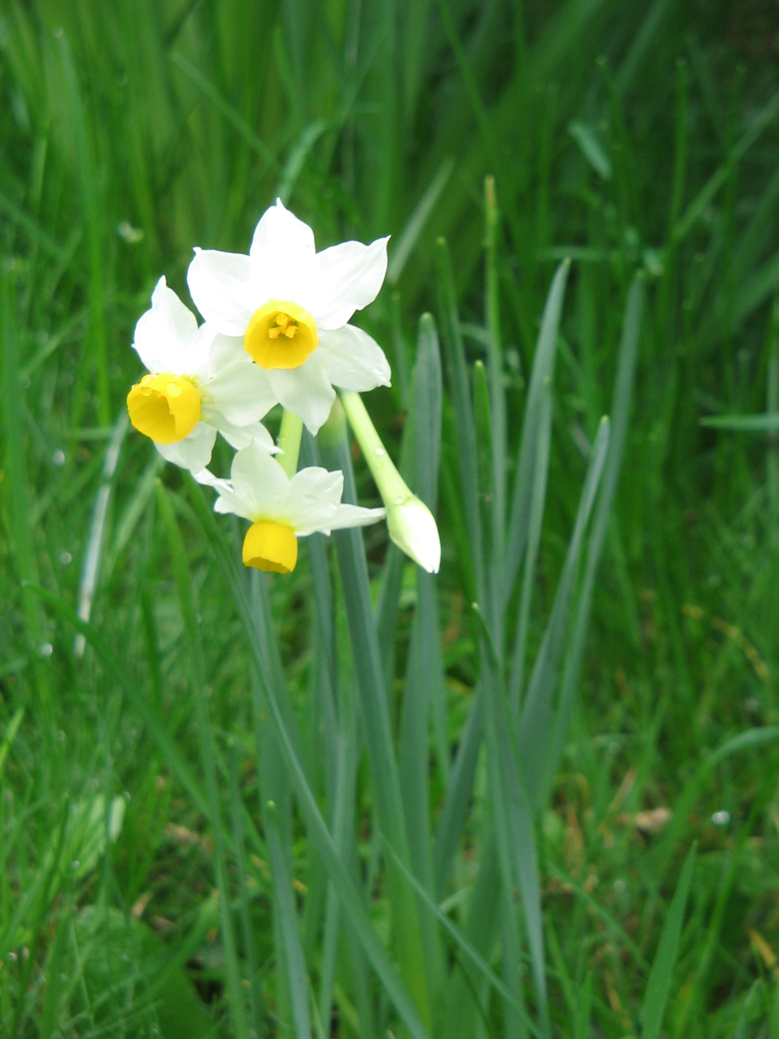 File:Narcissus tazetta lacticolor1.jpg  Wikipedia, the free 