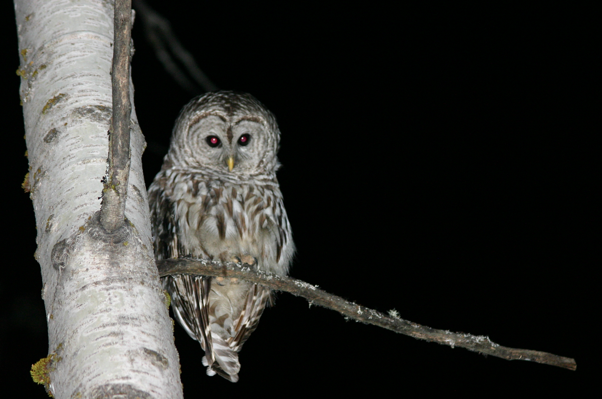 File:Owl at Night.jpg - Wikimedia Commons