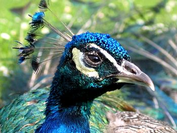 Pavo cristatus head