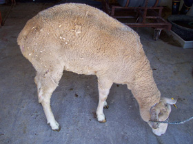 Ewe with scrapie with weight loss and hunched ...