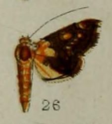 Agrotera endoxantha