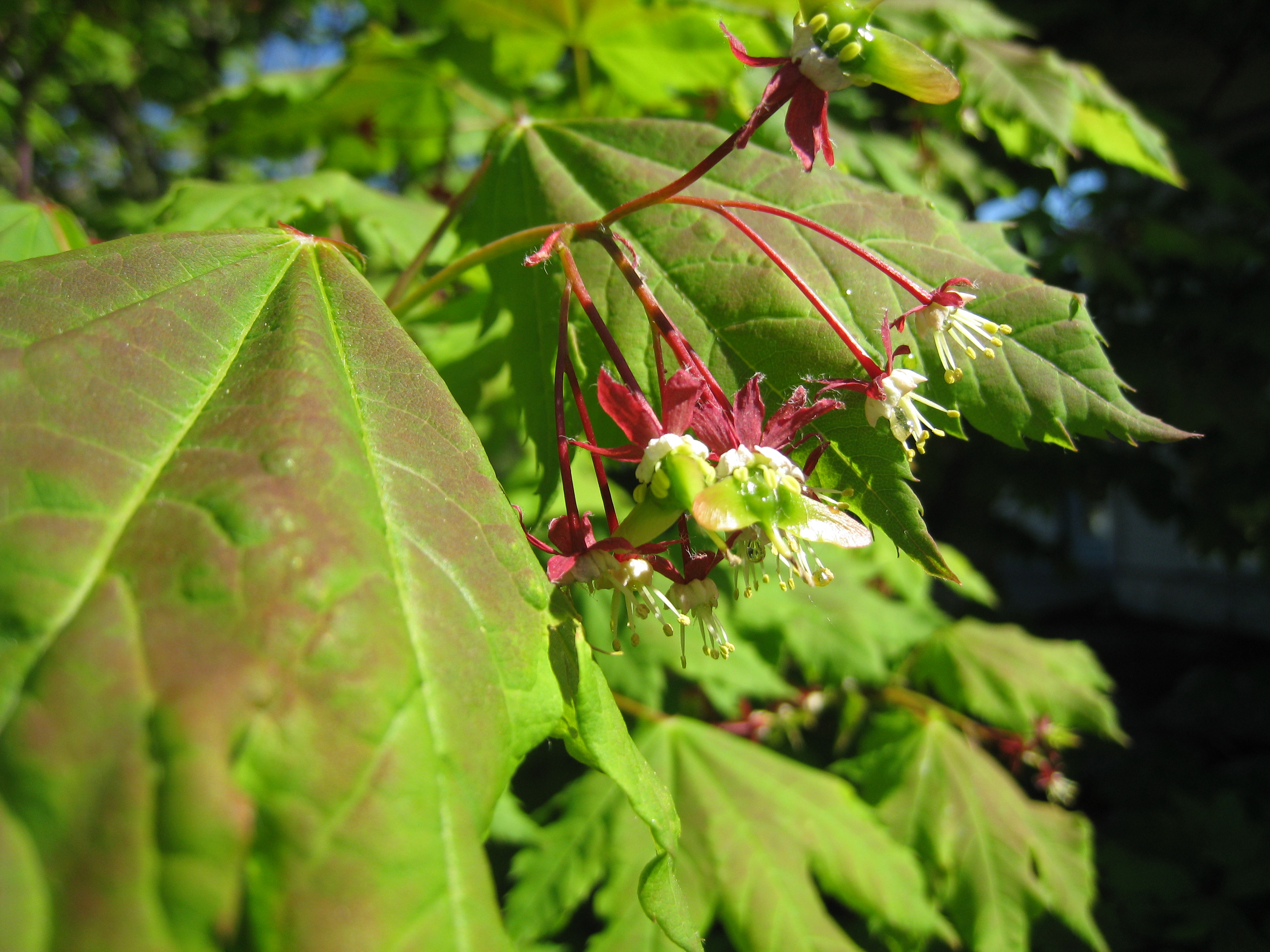 Acer Circinatum