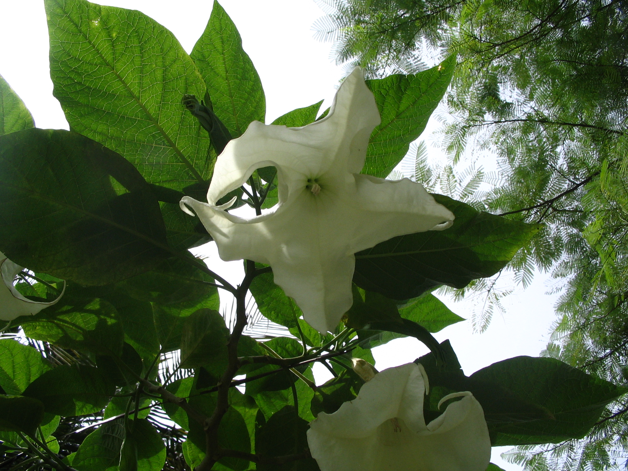 Brugmansia Candida