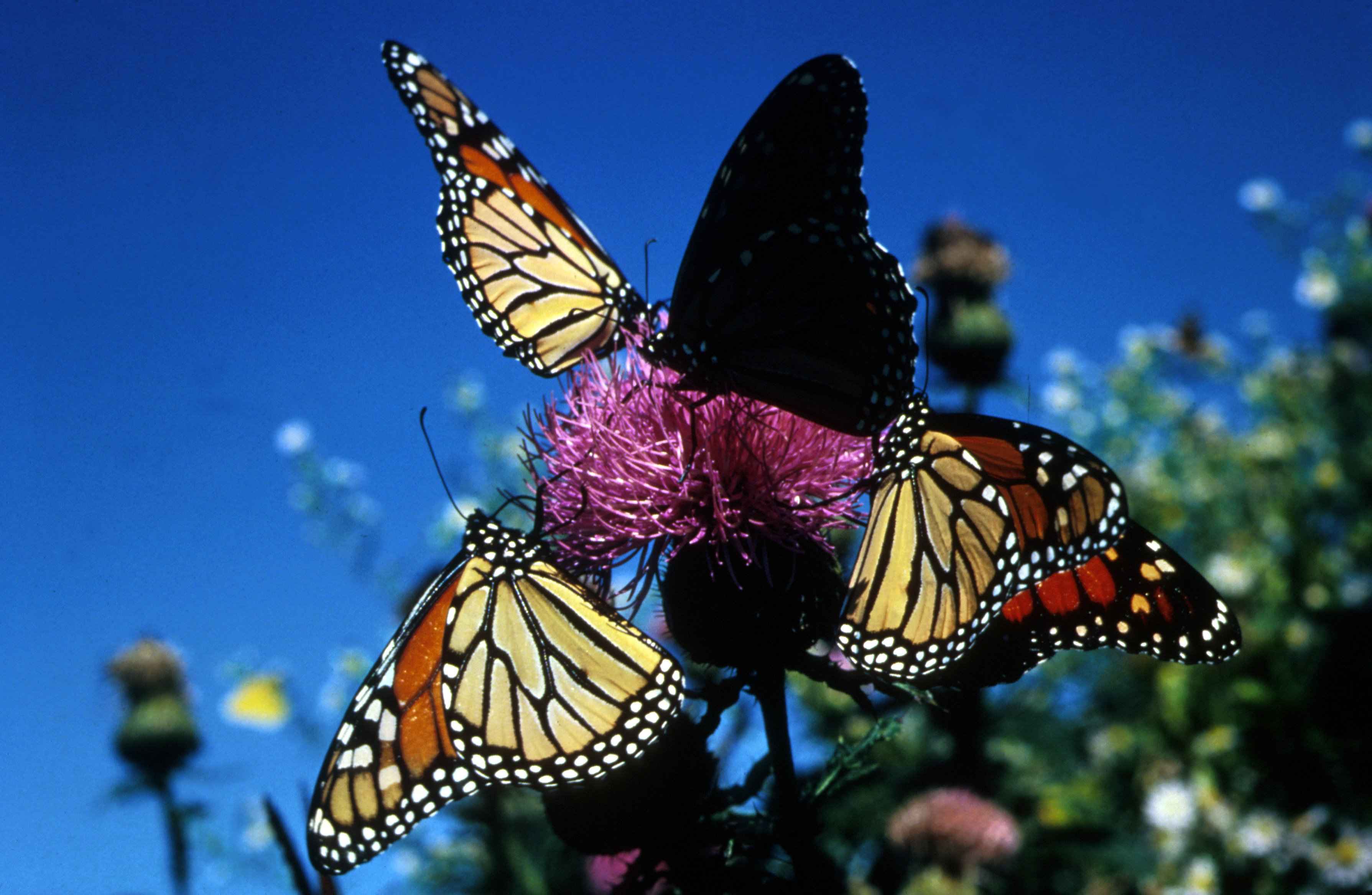 File:Monarch butterflies insects.jpg