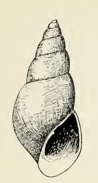 Odostomia columbiana