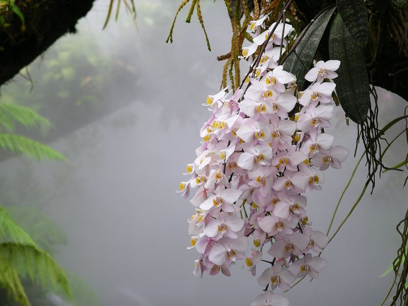 Phalaenopsis philippinensis in Singapore Botanic Gardens