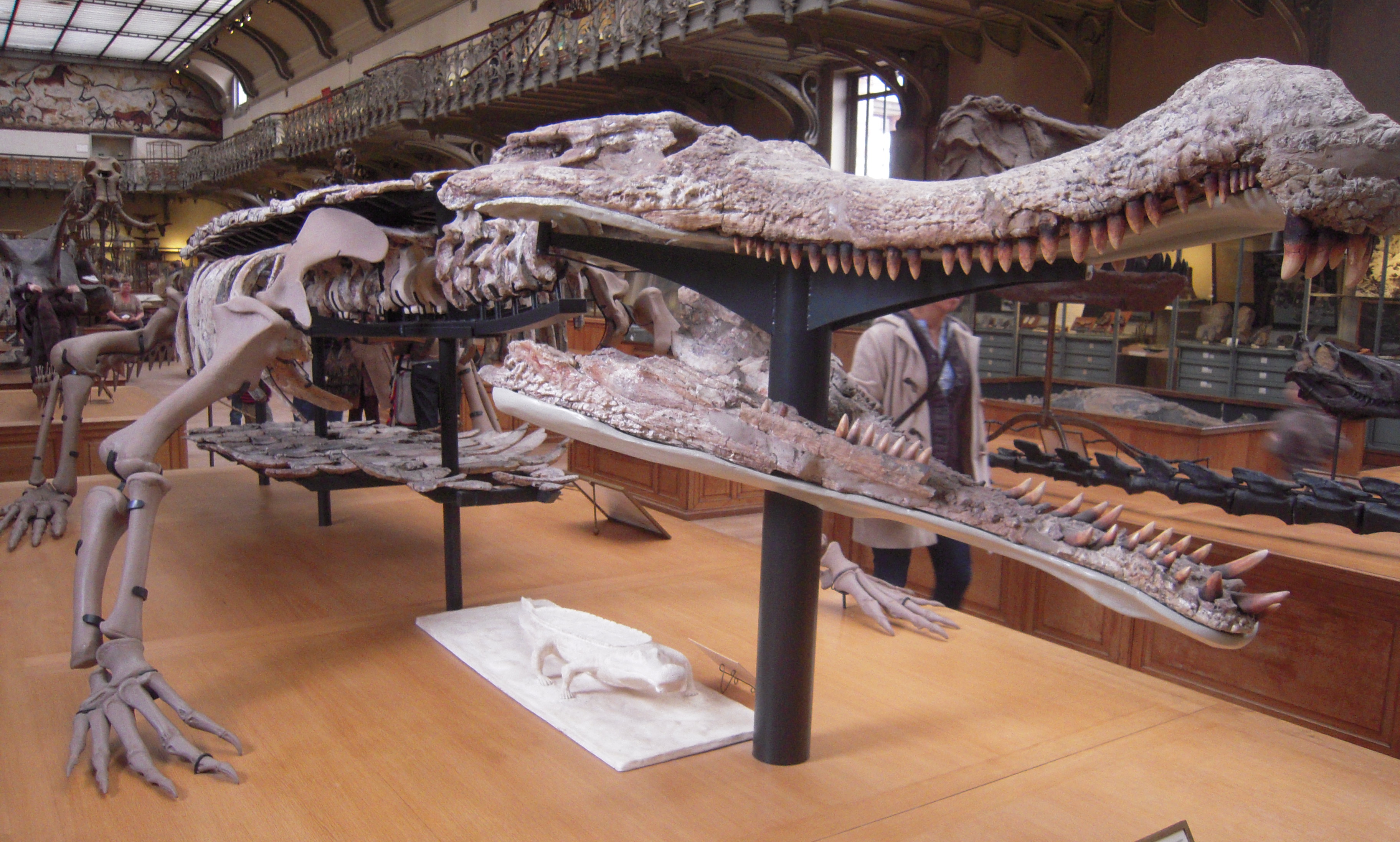 http://upload.wikimedia.org/wikipedia/commons/1/1e/Sarcosuchus_Paris_%281%29.jpg