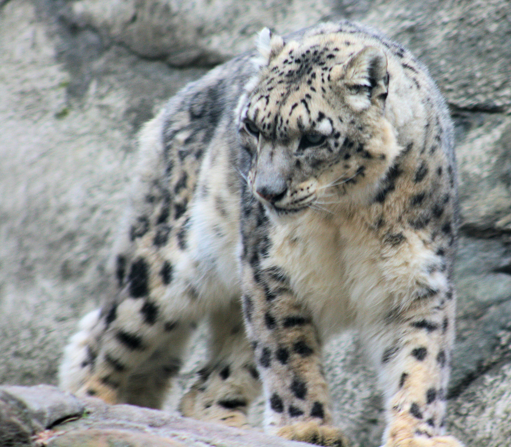 http://upload.wikimedia.org/wikipedia/commons/1/1e/Snow_Leopard_1.jpg