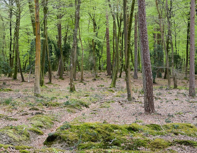 Trees in Shave Green inclosure%2C New Forest geograph.org.uk 786758