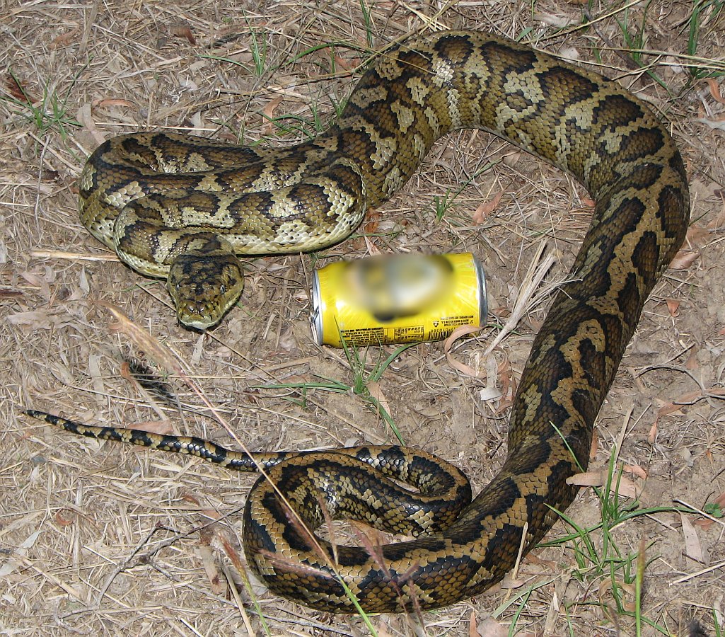 FileAustralian carpet python 03.jpg Wikipedia