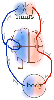 Gambar jalur sistem peredaran darah besar dan kecil yang dibedakan oleh dua warna