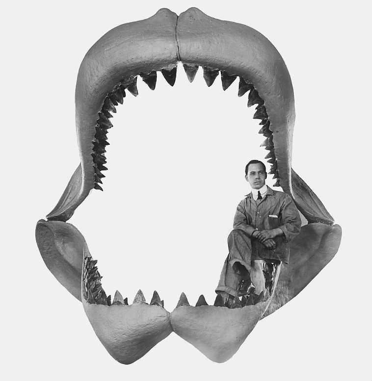 http://upload.wikimedia.org/wikipedia/commons/1/1f/Carcharodon_megalodon.jpg