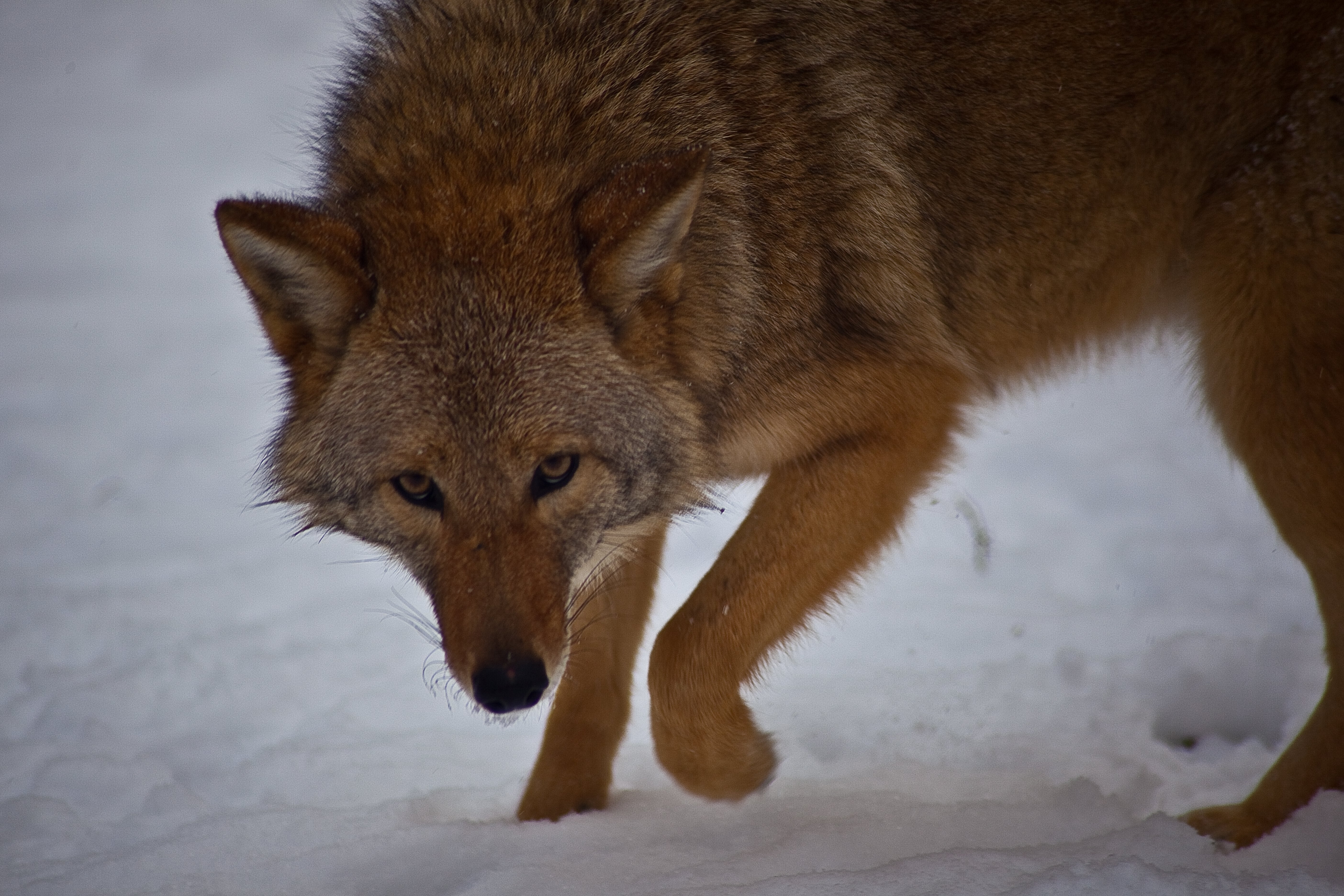 coyote in winter