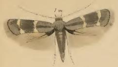 Elachista bedellella