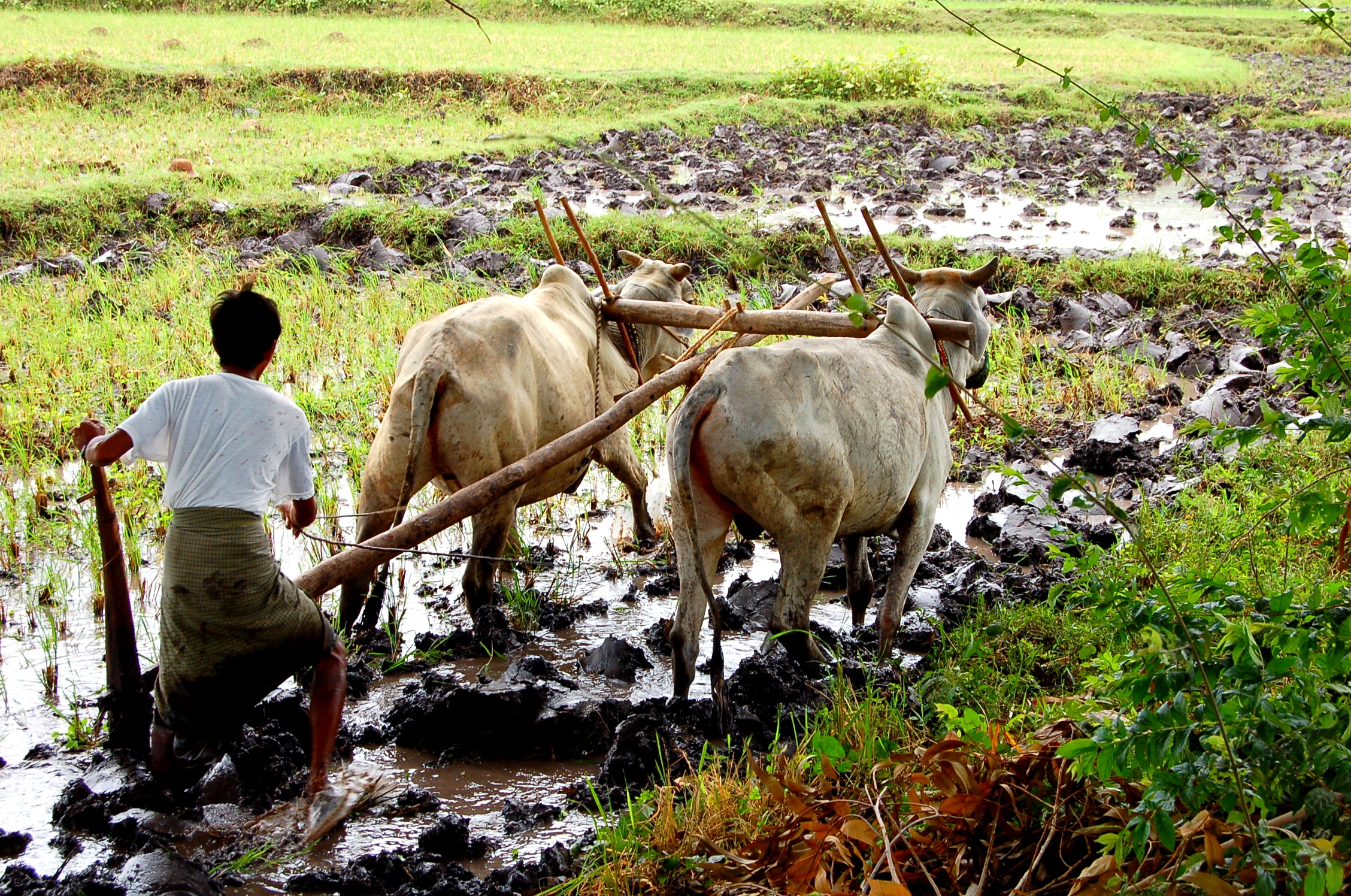 Description Farming, Myanmar.jpg