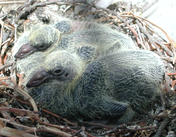 Feral Rock Dove Chicks in Nest