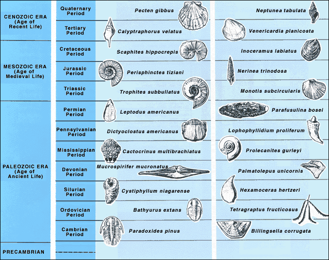 Index fossils.gif