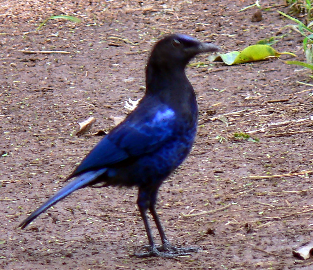 whistling thrush