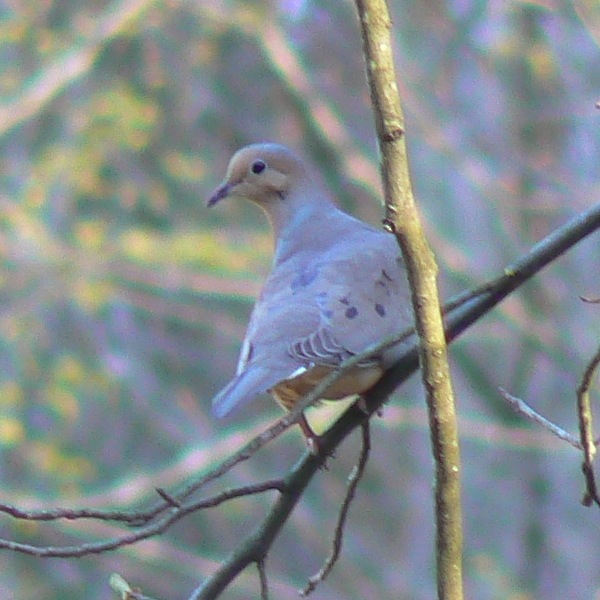 Mourning Dove Facts