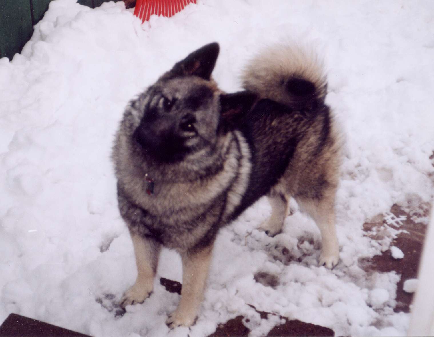 elkhound pictures