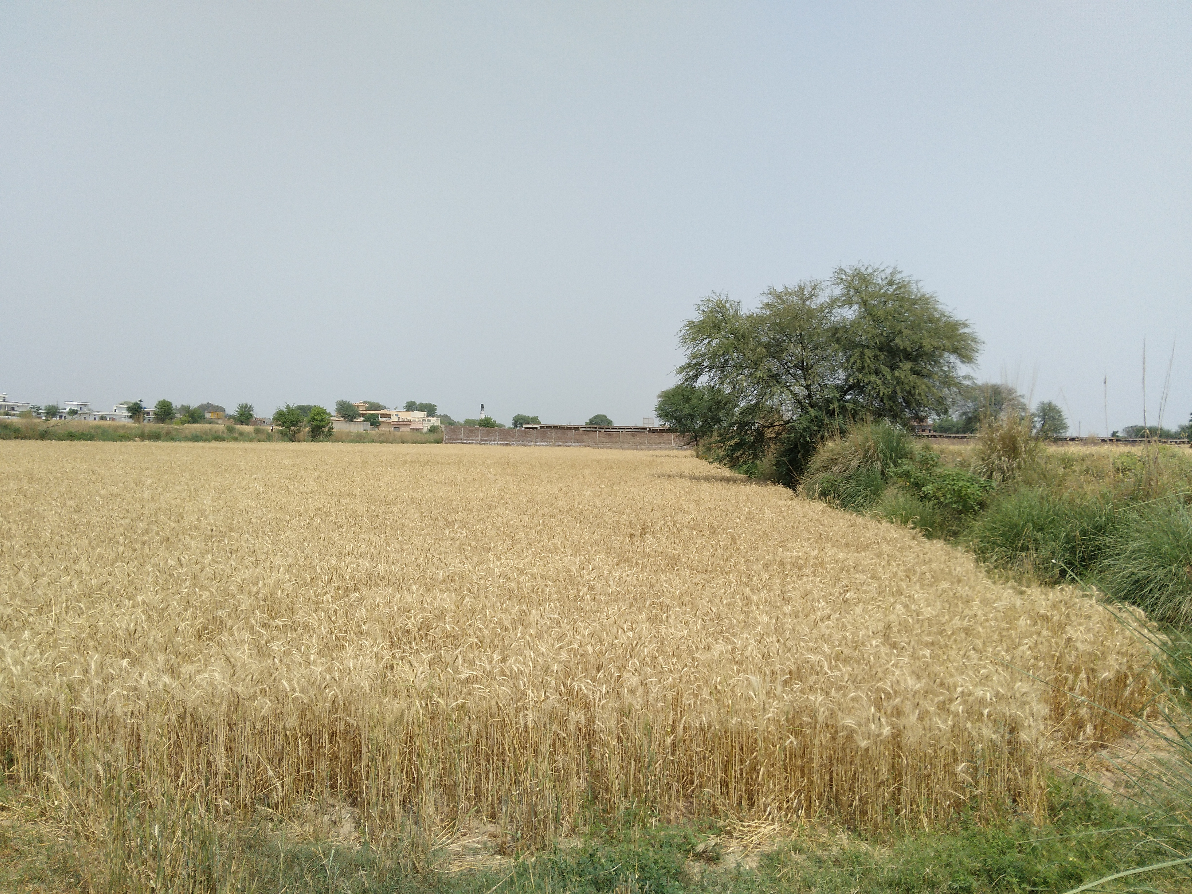 Bhagwal wheat field