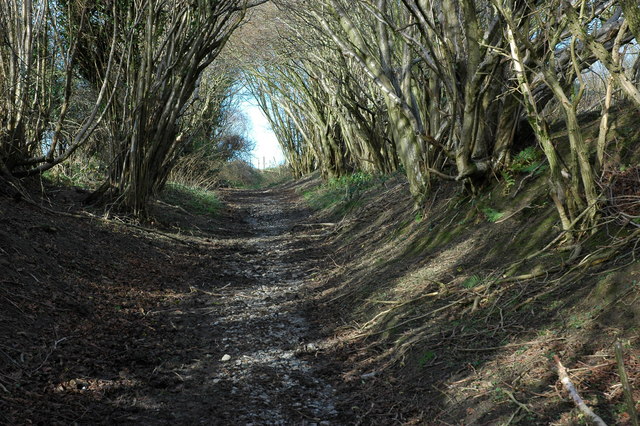 coppiced tree