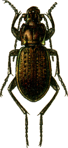 Carabus cumanus