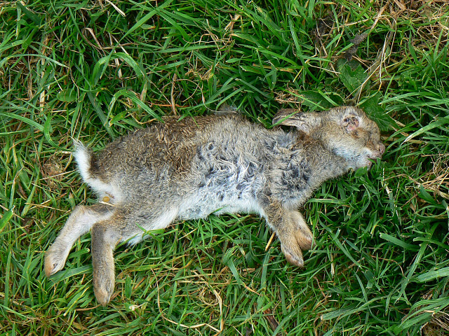 Rabbit Died