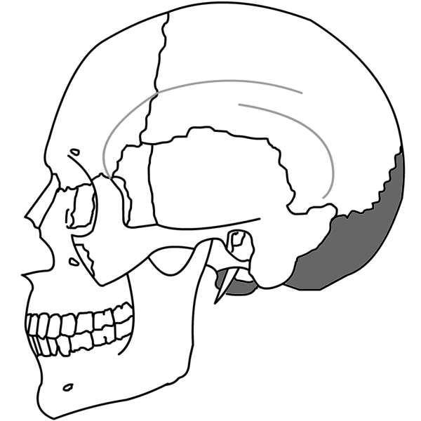 Connective Tissue Diagram. +connective+tissue+diagram