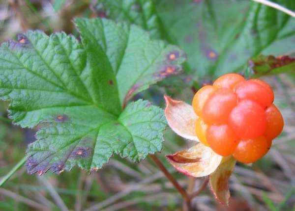 http://upload.wikimedia.org/wikipedia/commons/2/20/Rubus_chamaemorus_close-up.JPG