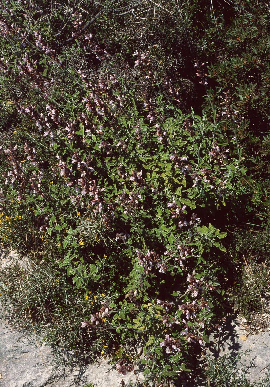 Salvia fruticosa image