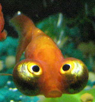 Celestial_eye_goldfish.jpg